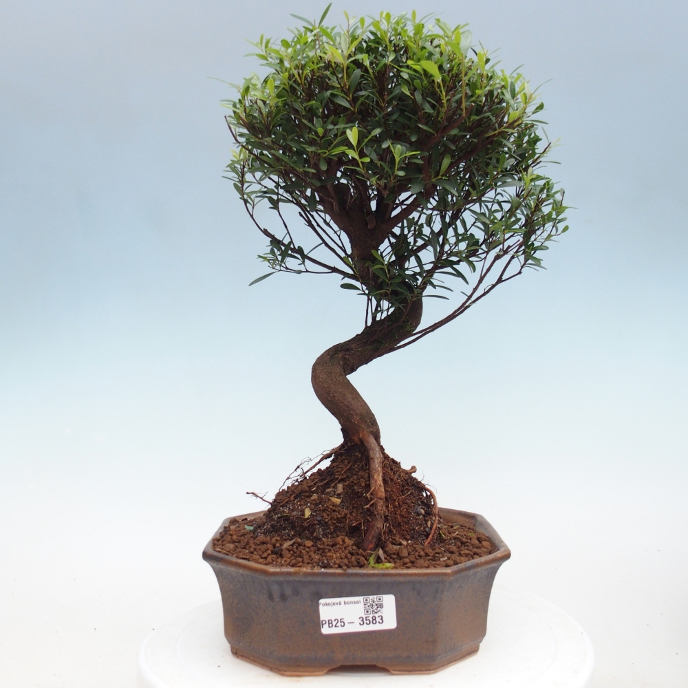 Camera bonsai - Syzygium - Pimento