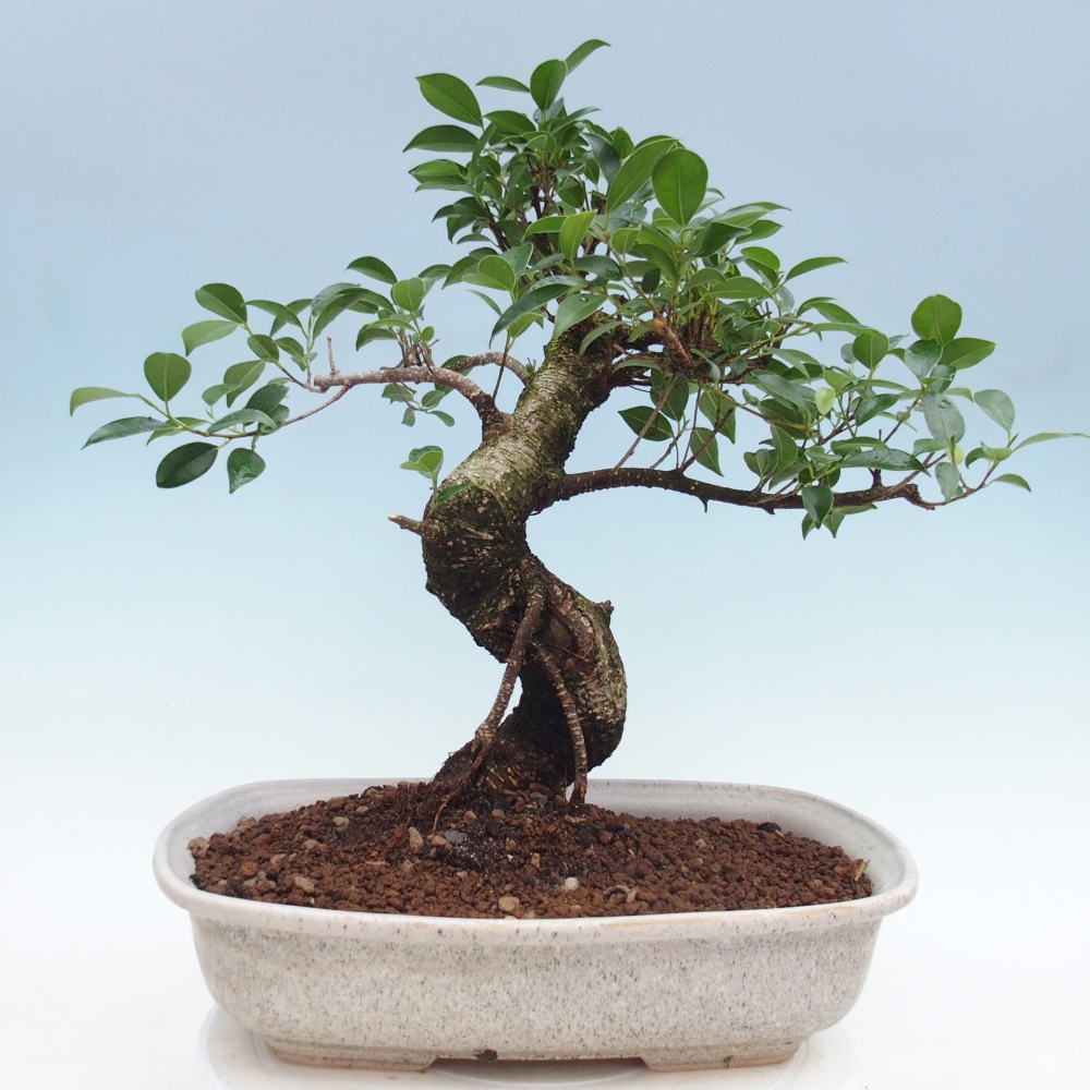 Camera bonsai - Ficus retusa - ficus a foglie piccole
