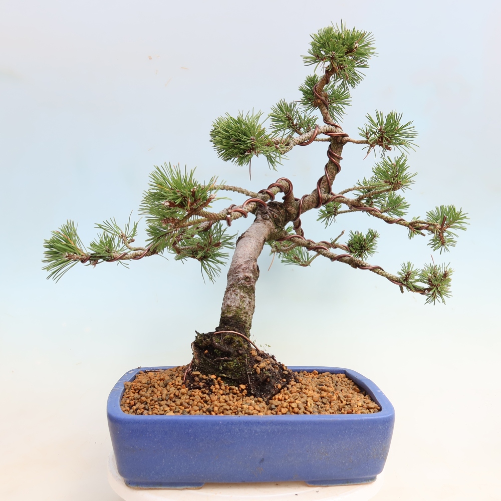 Bonsai da esterno - Pinus mugo Humpy  - Pino mugo