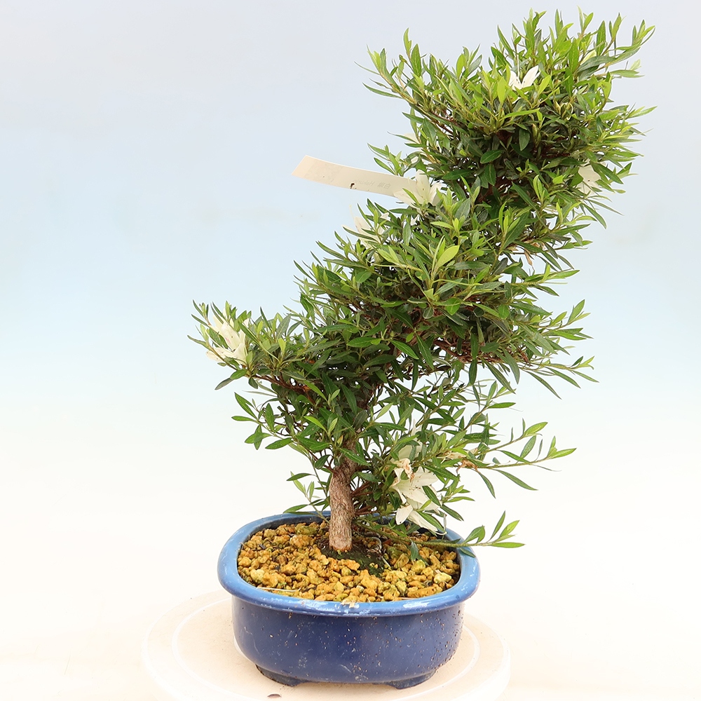 Bonsai da esterno - Azalea giapponese - Azalea Hakurin