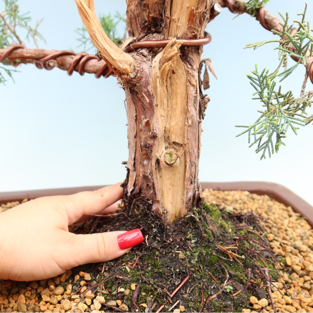 Bonsai da esterno - Juniperus chinensis Kishu
