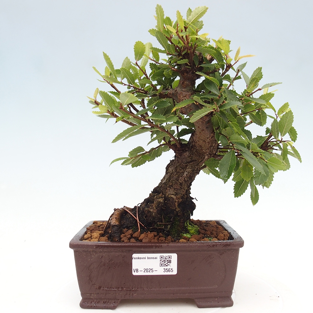 Bonsai da esterno - Zelkova - Zelkova NIRE