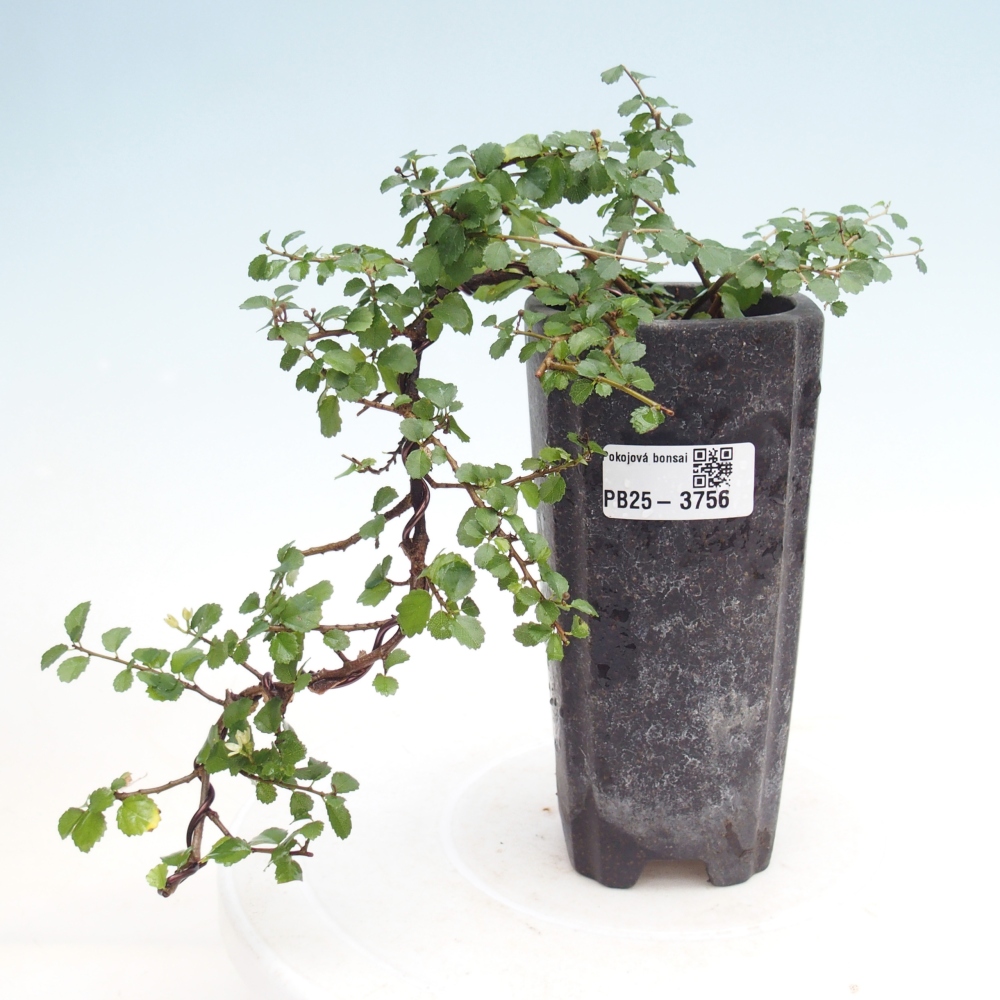 Camera bonsai - Grewia sp. - Grewia malafolia