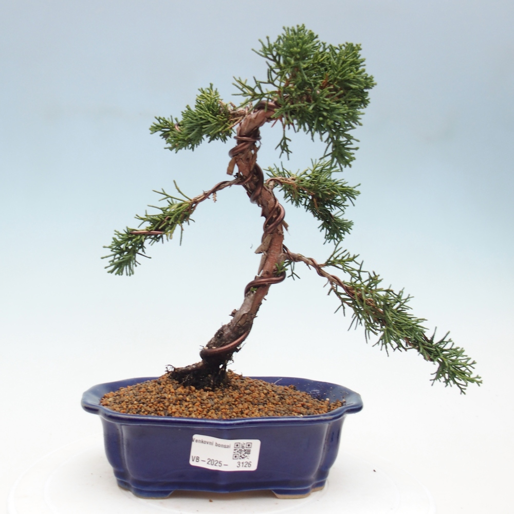 Bonsai da esterno - Juniperus chinensis Kishu