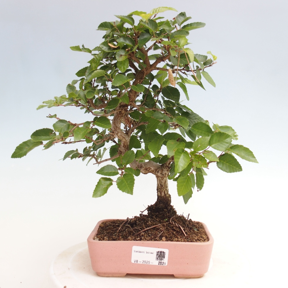 Bonsai da esterno -Carpinus CARPINOIDES - Carpino coreano
