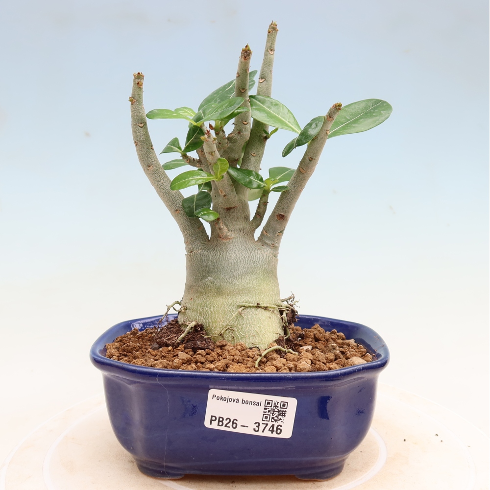 Bonsai da interno - Adenium obesum Red Star - Rosa del deserto