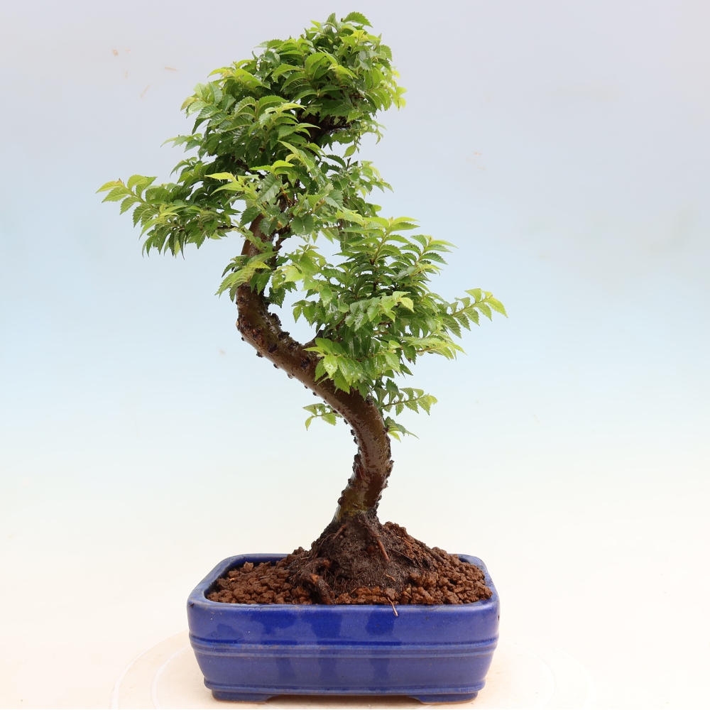 Bonsai da esterno - Ulmus Jacqueline Hillier - Olmo magnifico