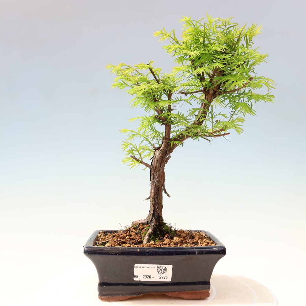 Bonsai da esterno - Metasequoia glyptostroboides - Metasequoia cinese