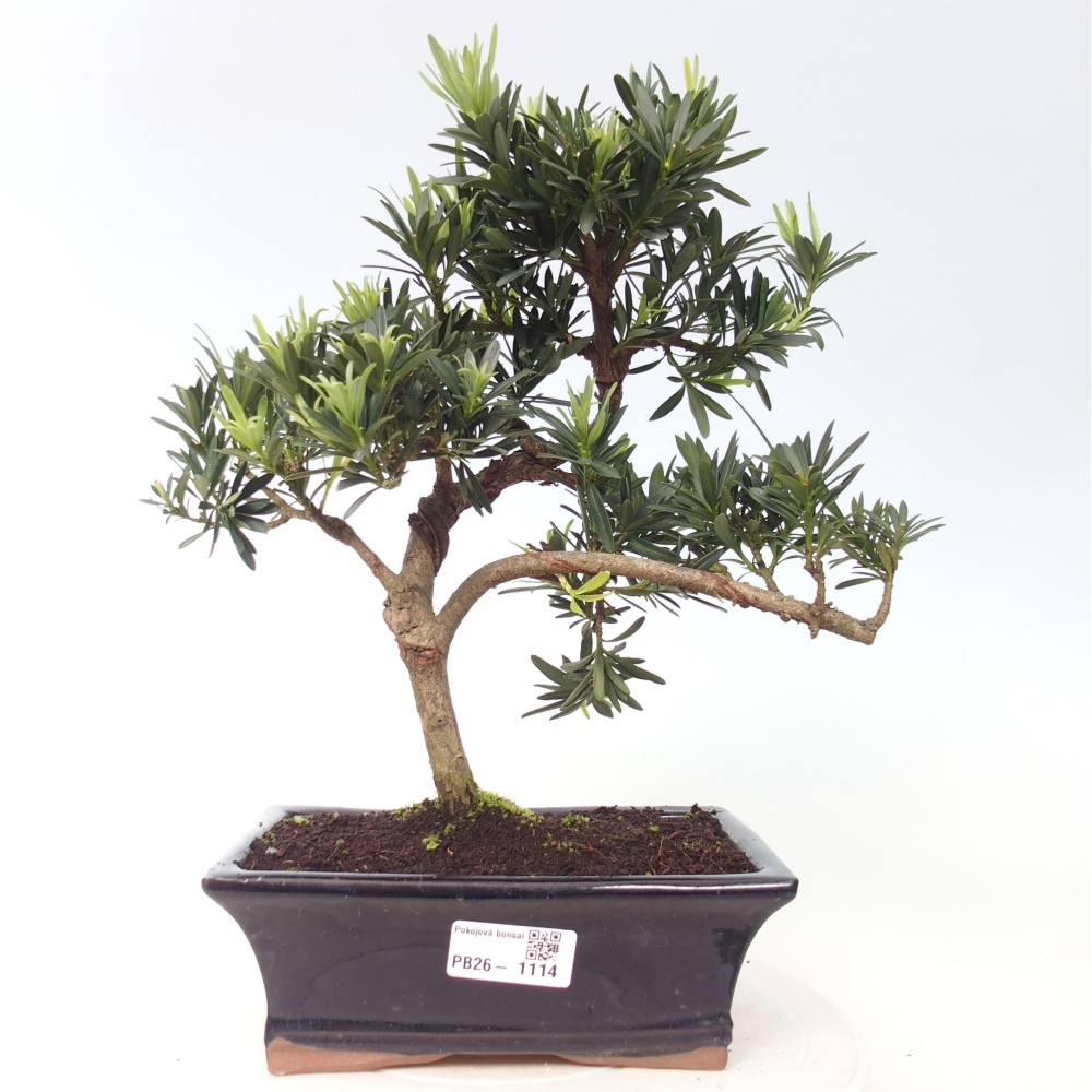 Camera bonsai - Podocarpus - Tasso delle pietre