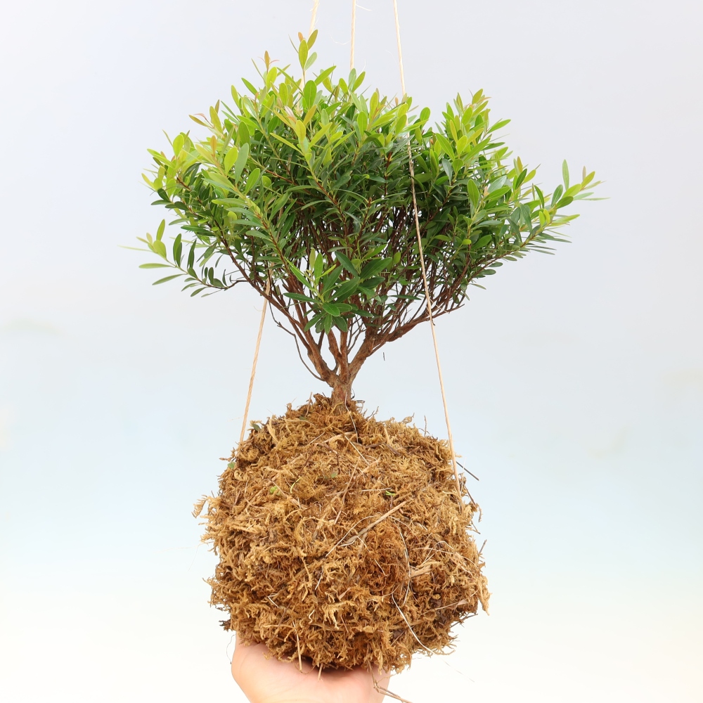 Kokedama in ceramica -Syzygium - Albero del pimento