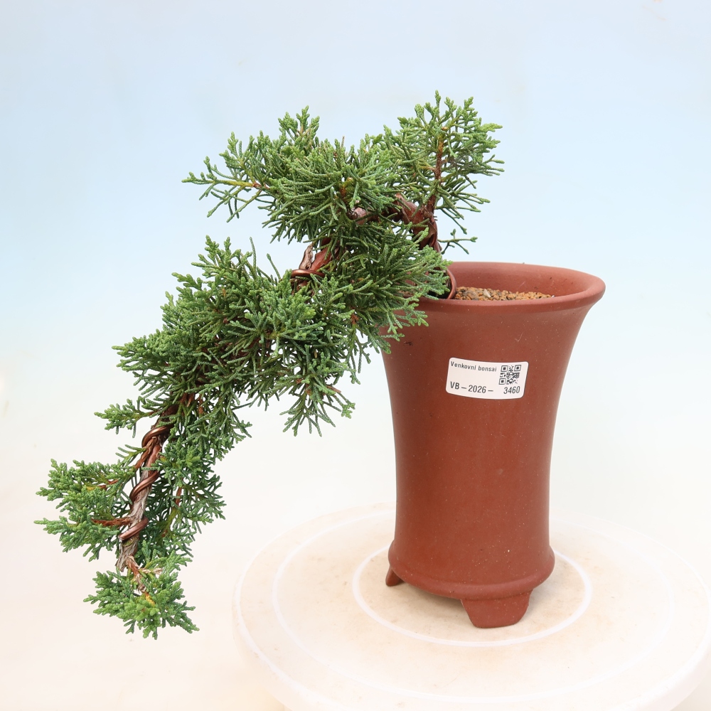 Bonsai da esterno - Juniperus chinensis Kishu
