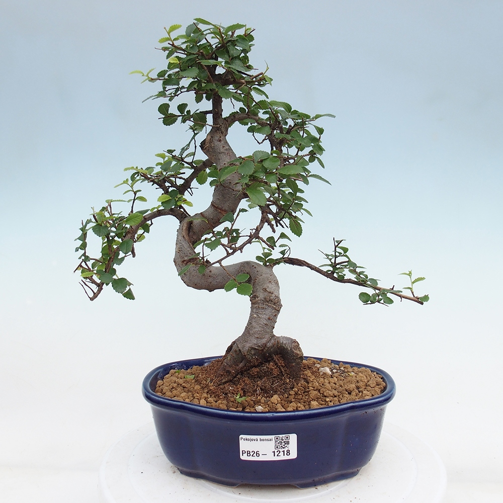 Camera bonsai - Ulmus parvifolia - Olmo a foglie piccole