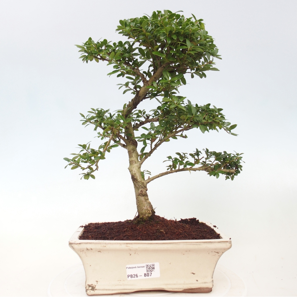 Camera bonsai - Ilex crenata - Agrifoglio