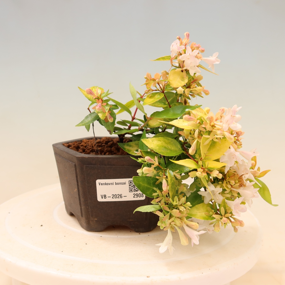 Bonsai da esterno - Abelia gr. Kleidoscope - Abelia a fiore grande