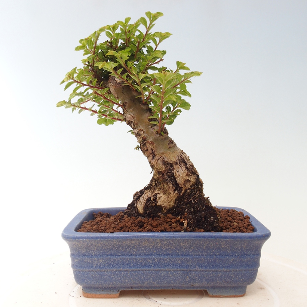 Bonsai da esterno - Ulmus parvifolia Sagei - Olmo a foglie piccole