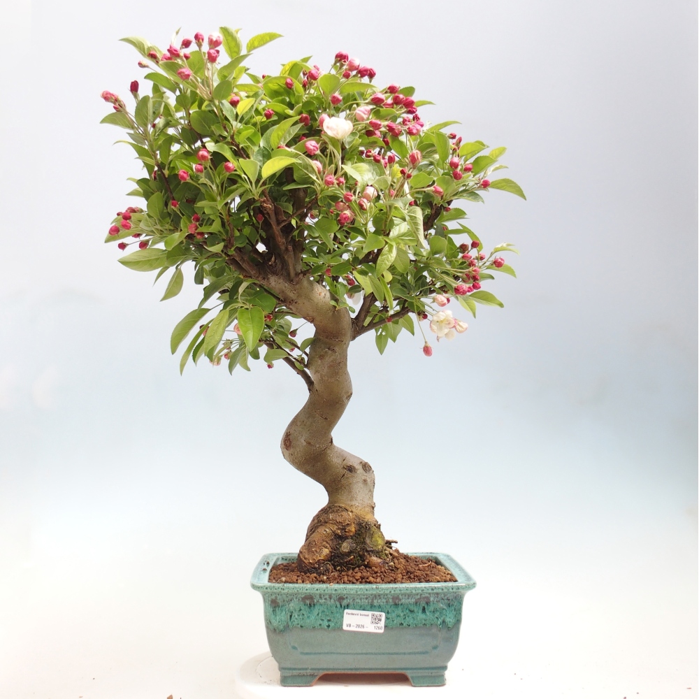 Bonsai da esterno -Malus halliana - Melo a frutto piccolo