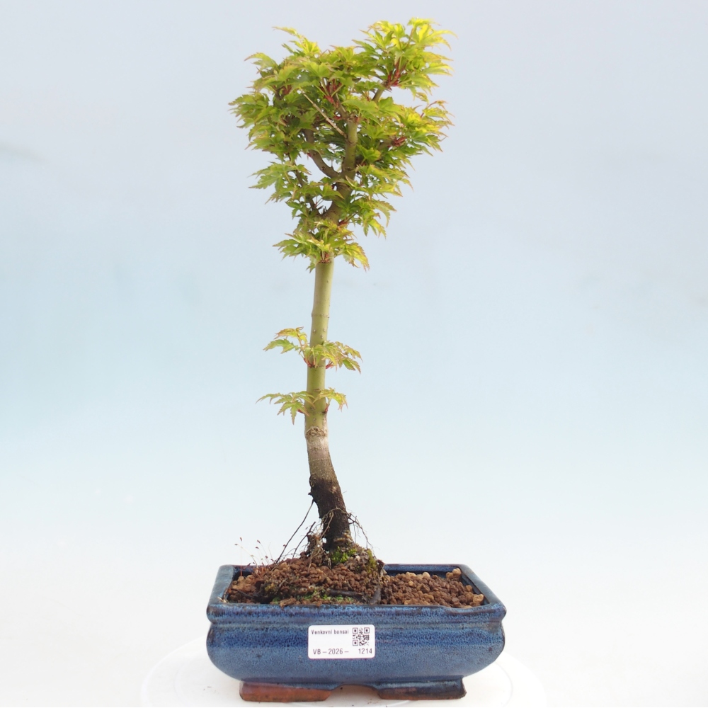 Bonsai da esterno -Palma di Giava Acer palmatum Shishigashira