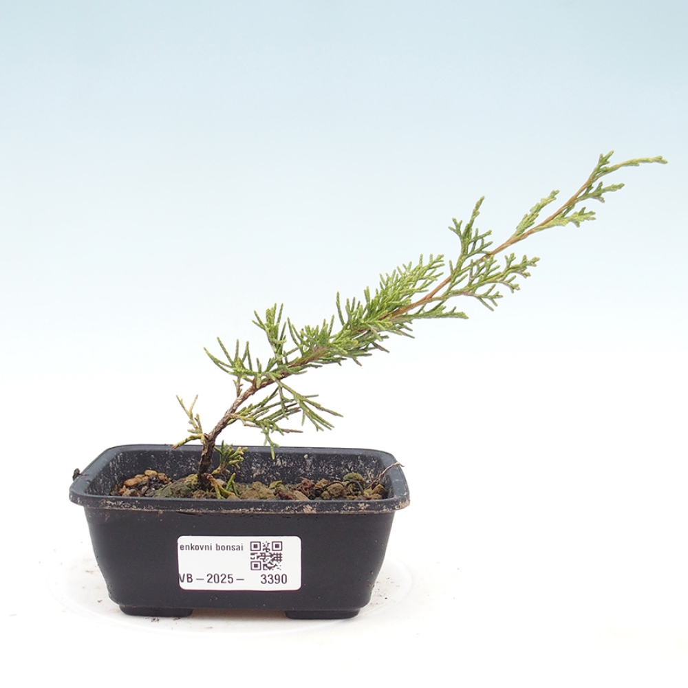 Bonsai da esterno - Juniperus chinensis Itoigawa