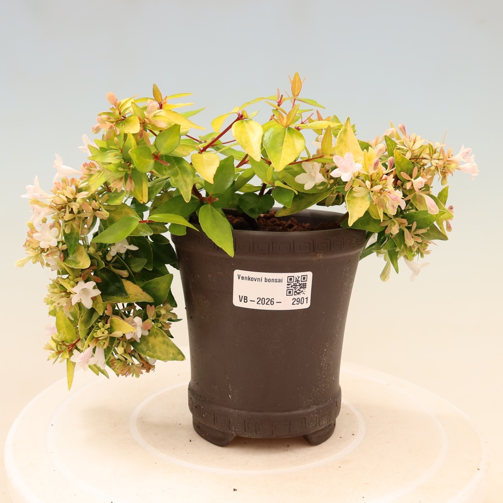 Bonsai da esterno - Abelia gr. Kleidoscope - Abelia a fiore grande