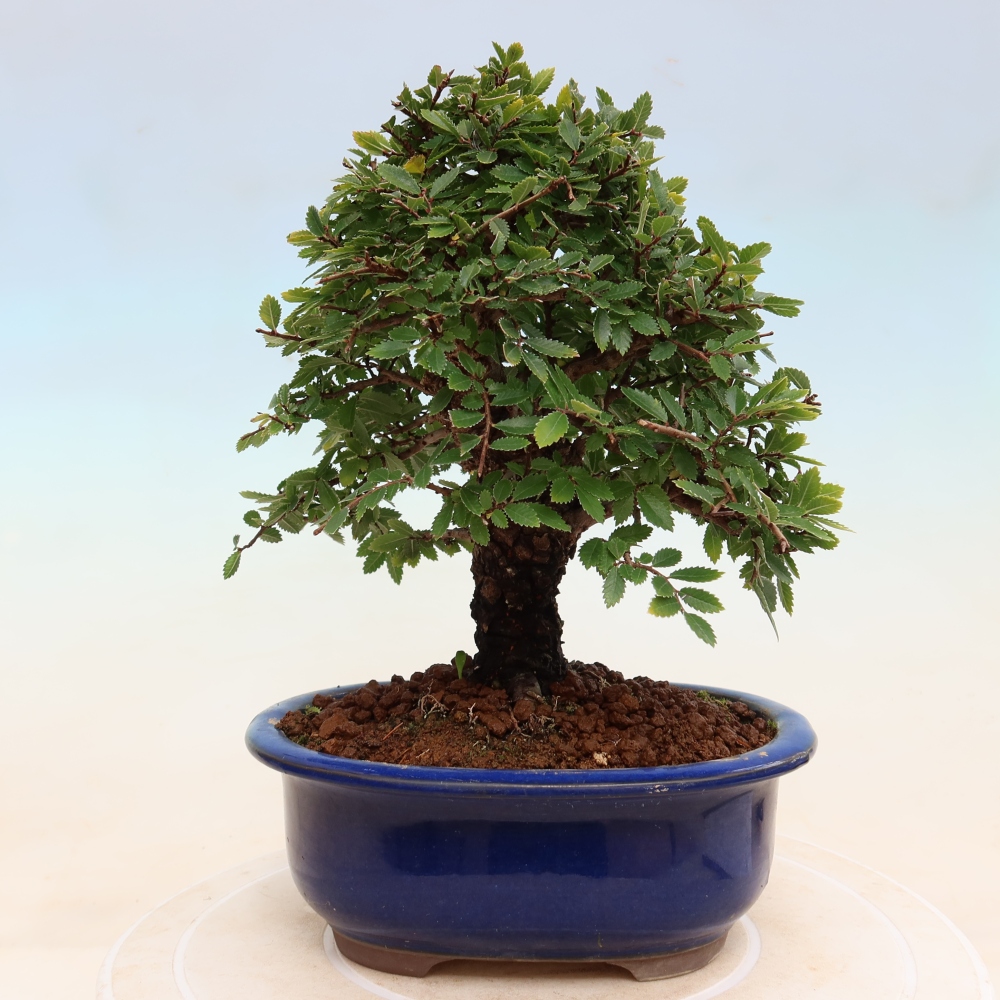 Bonsai da esterno - Zelkova - Zelkova NIRE