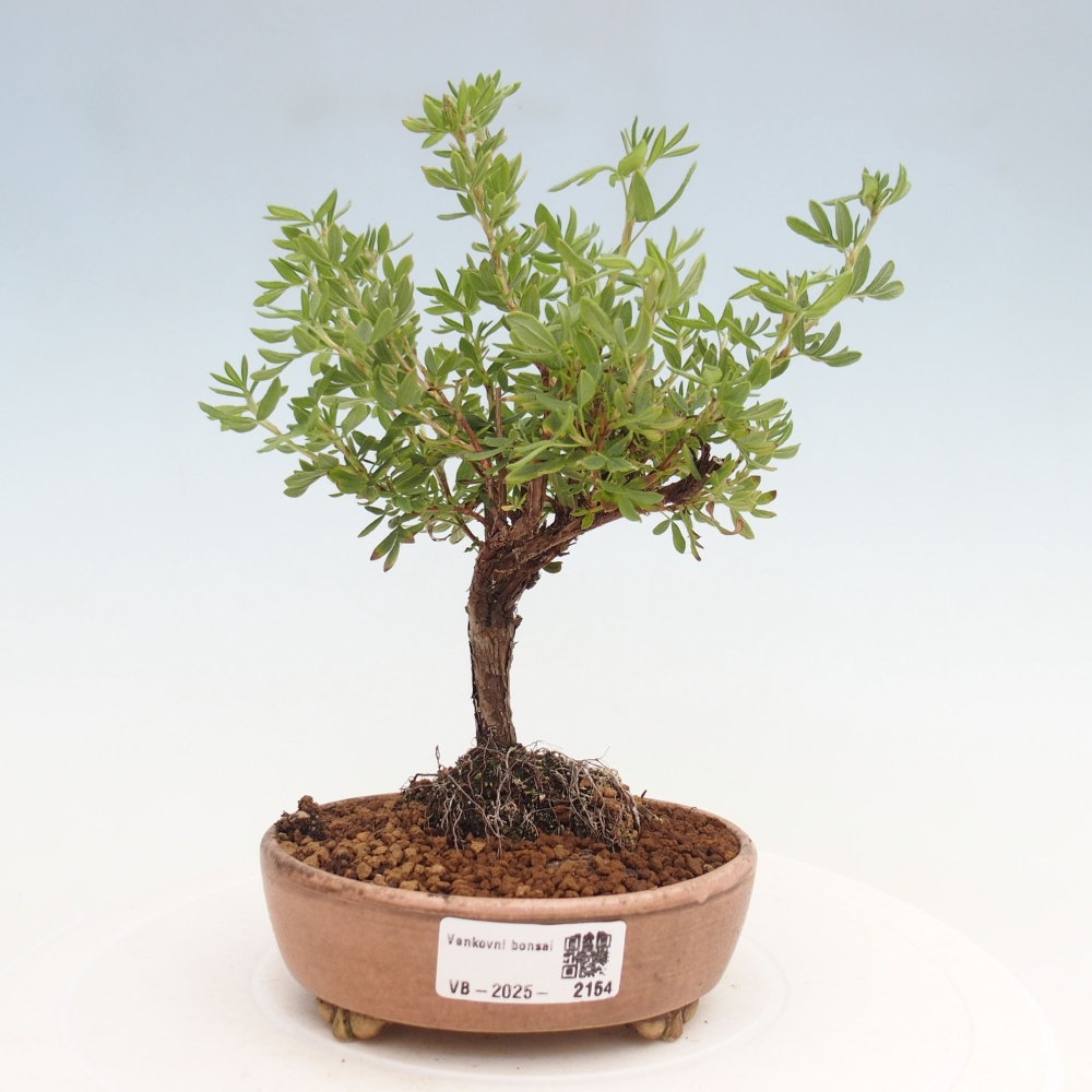 Bonsai da esterno - Potentila fruticosa yellow Bird