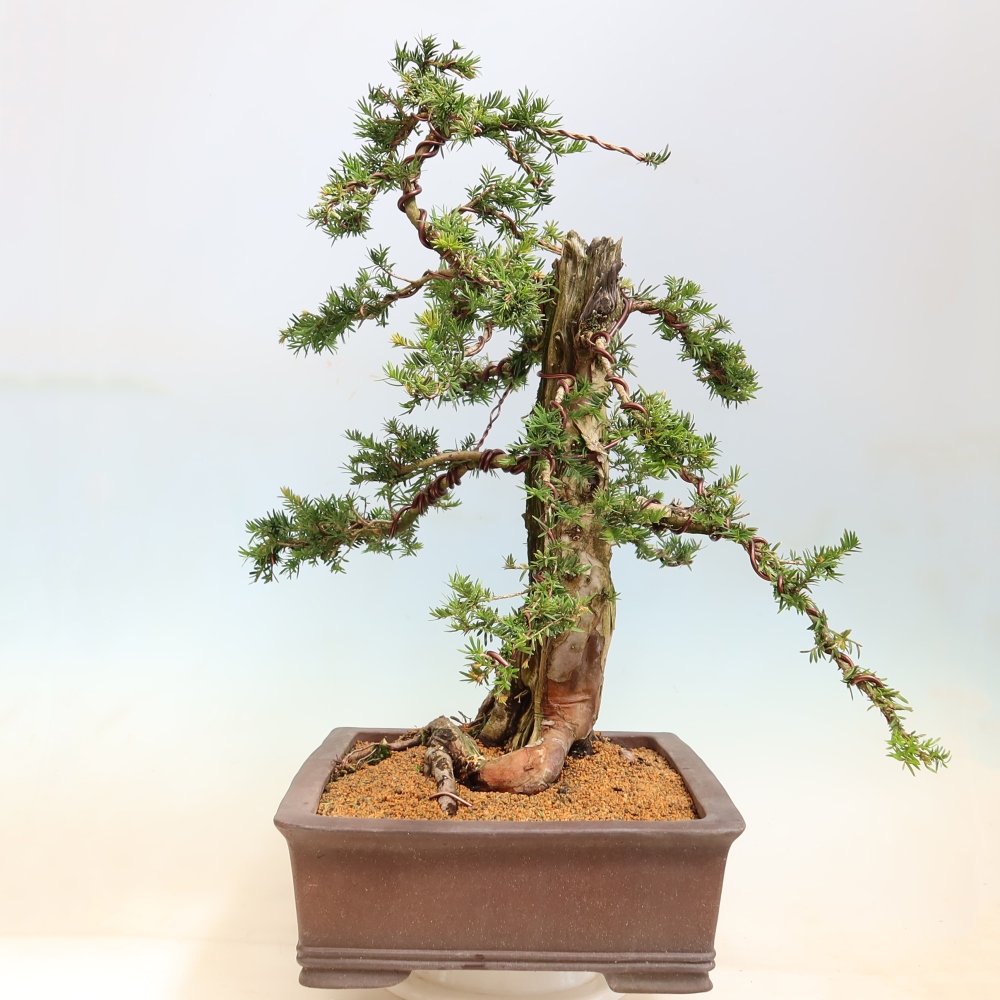 Bonsai da esterno - Taxus baccata  - Tasso rosso