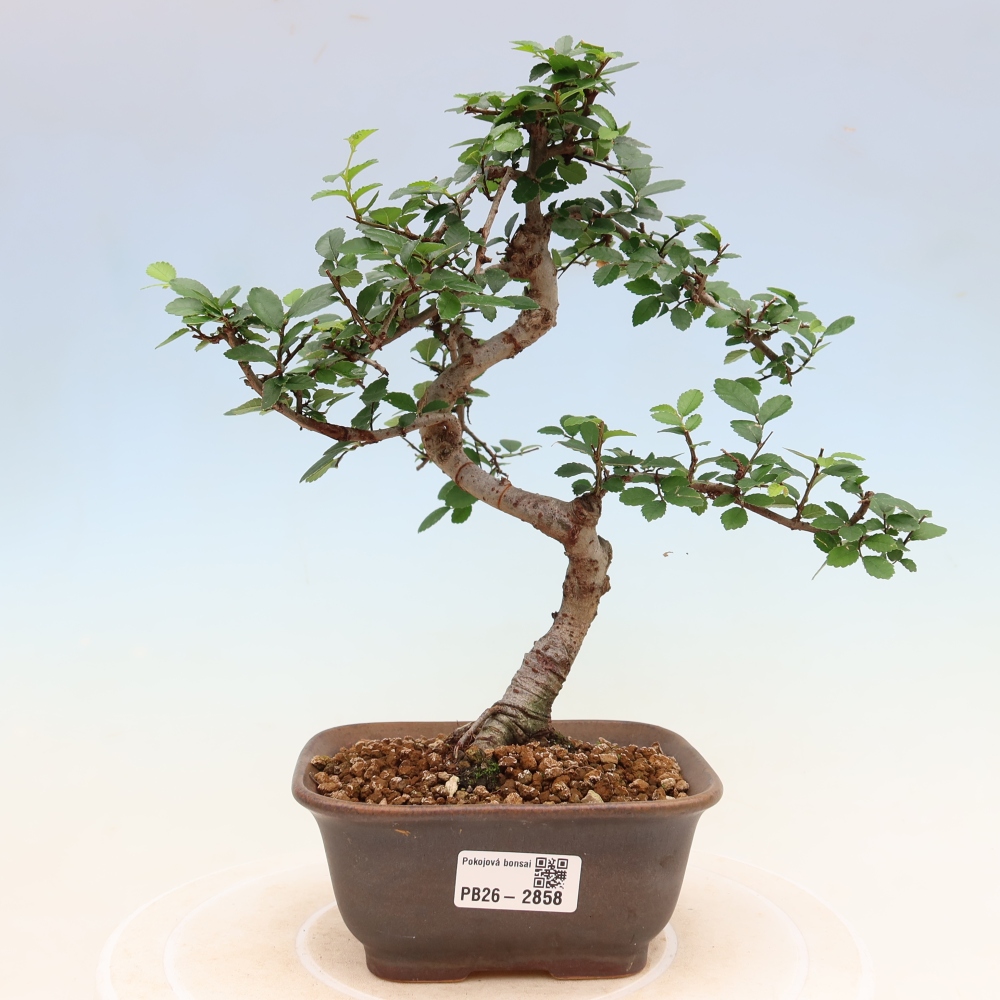 Camera bonsai - Ulmus parvifolia - Olmo a foglie piccole