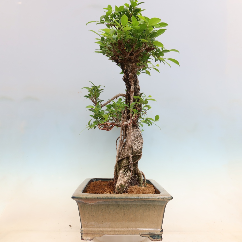 Camera bonsai - Ficus kimmen - ficus a foglie piccole
