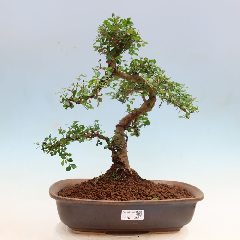 Camera bonsai -Ligustrum retusa - becco d'uccello a foglie piccole