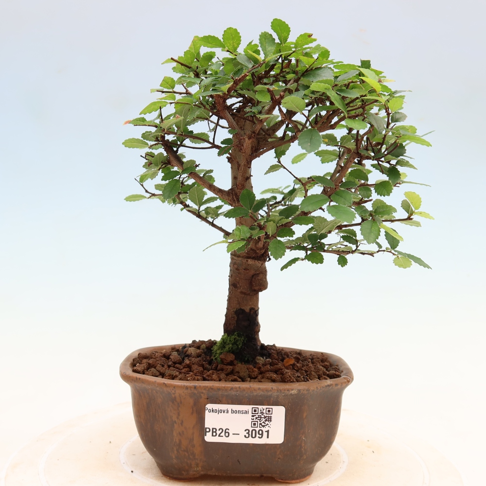 Camera bonsai - Ulmus parvifolia - Olmo a foglie piccole
