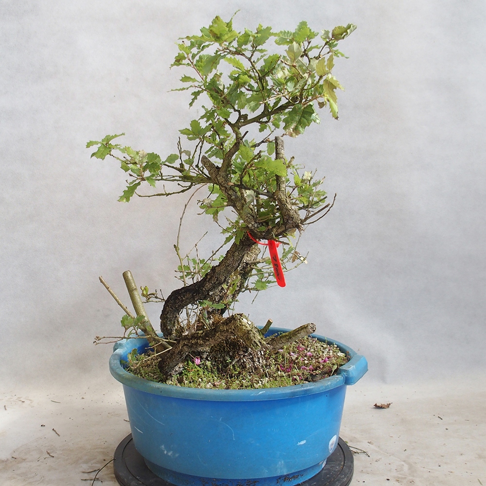 Bonsai da esterno Quercus Cerris - Quercia Cer