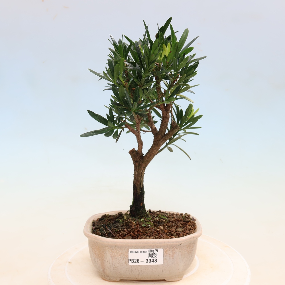 Camera bonsai - Podocarpus - Tasso delle pietre
