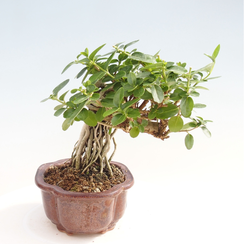 Bonsai da interno - Premna serratifolia - Kozlovna malolista