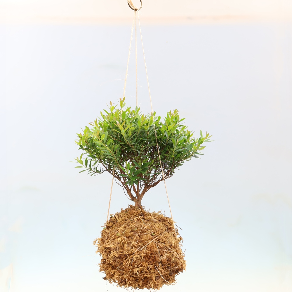 Kokedama in ceramica -Syzygium - Albero del pimento