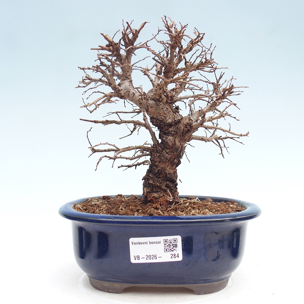 Bonsai da esterno - Zelkova - Zelkova NIRE