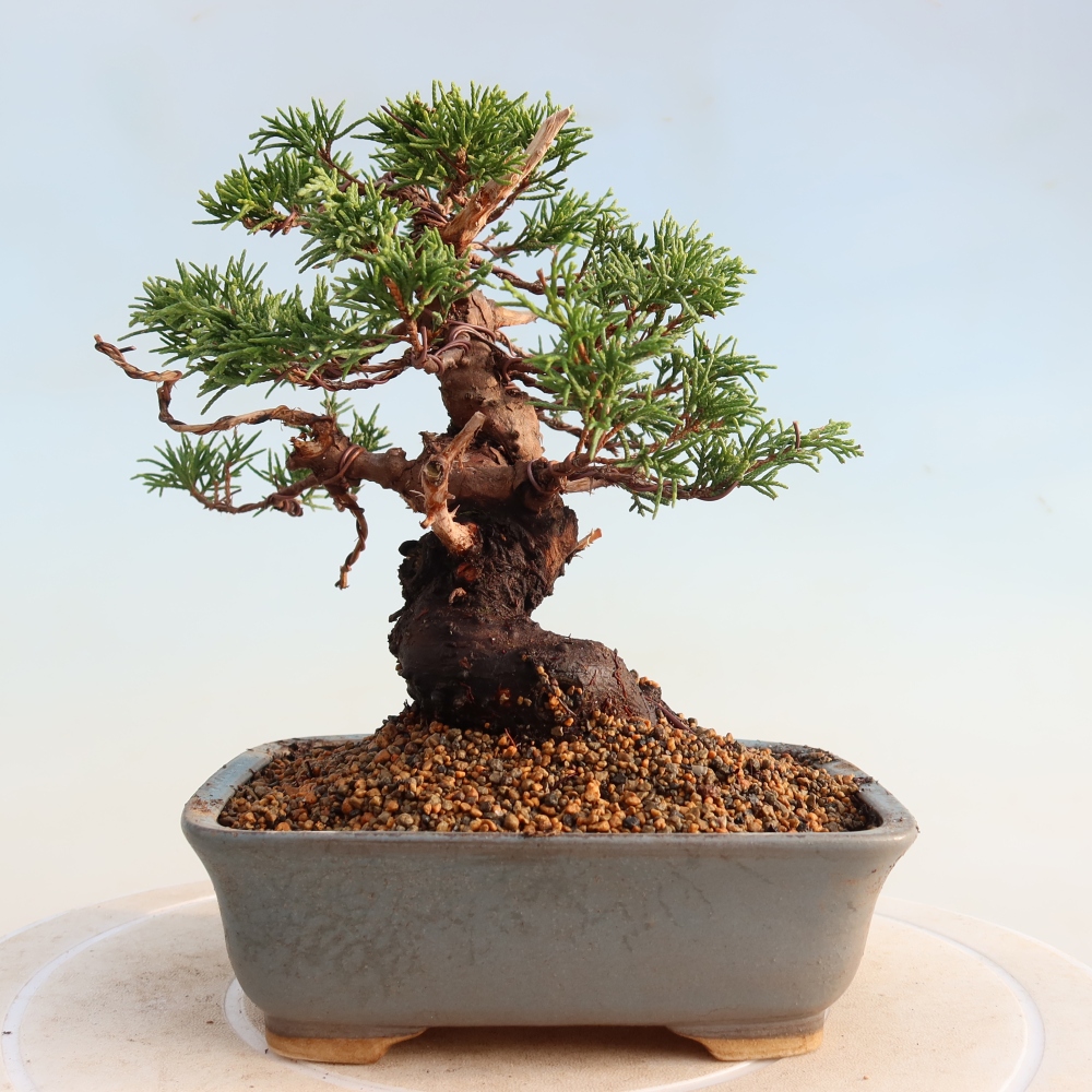 Bonsai da esterno - Juniperus chinensis Itoigawa
