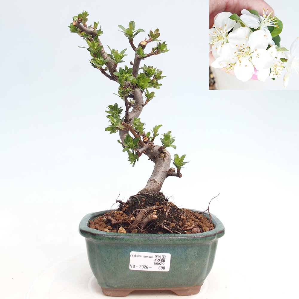 Bonsai da esterno - Malus sargentii - Melo a frutto piccolo