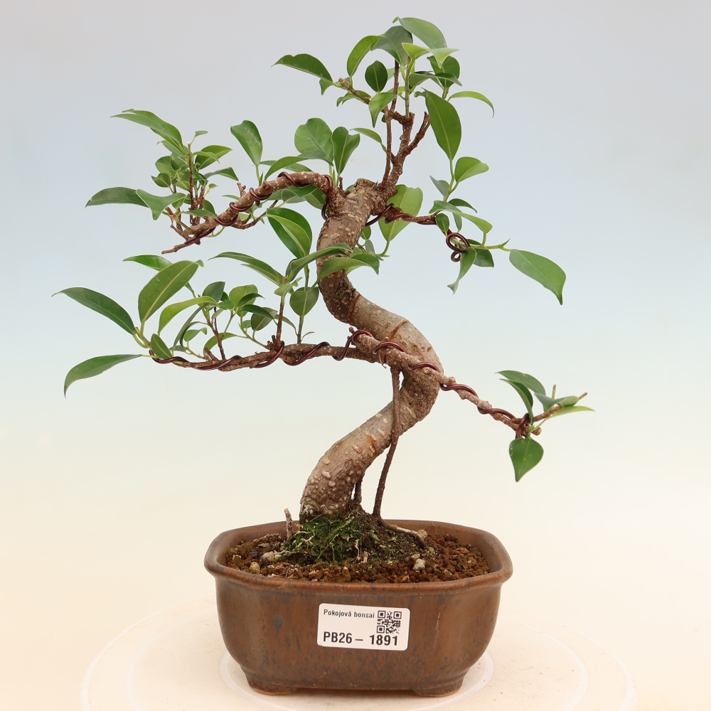 Camera bonsai - Ficus retusa - ficus a foglie piccole