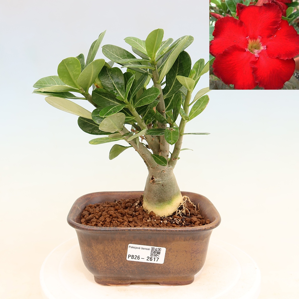 Bonsai da interno - Adenium obesum Red Star - Rosa del deserto