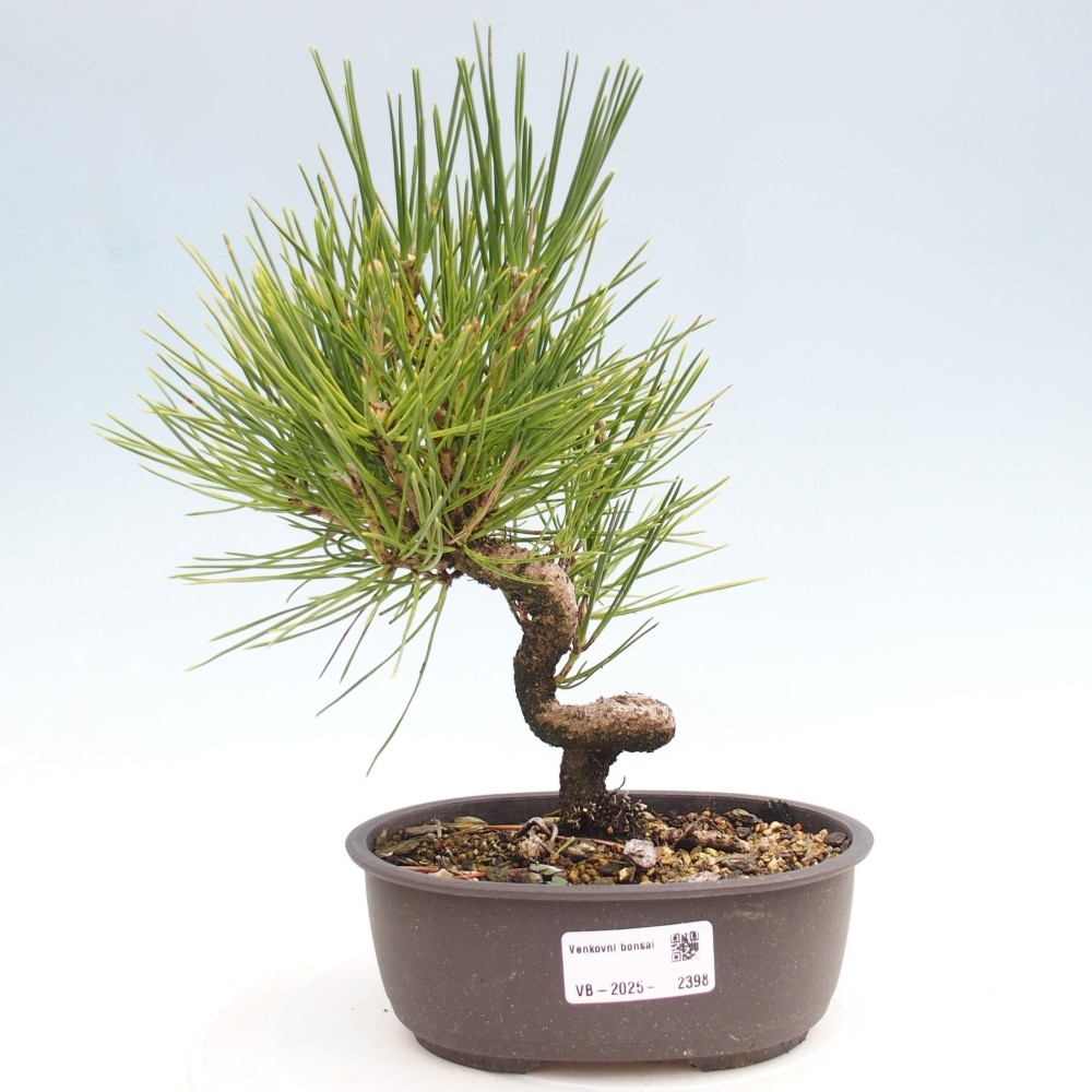 Bonsai da esterno - Pinus thunbergii - Pino di Thunberg
