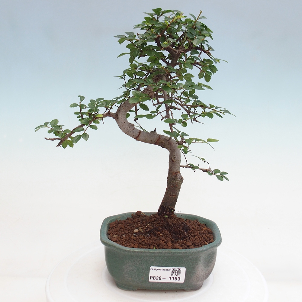 Camera bonsai - Ulmus parvifolia - Olmo a foglie piccole