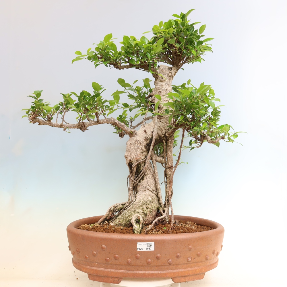 Camera bonsai - Ficus kimmen - ficus a foglie piccole