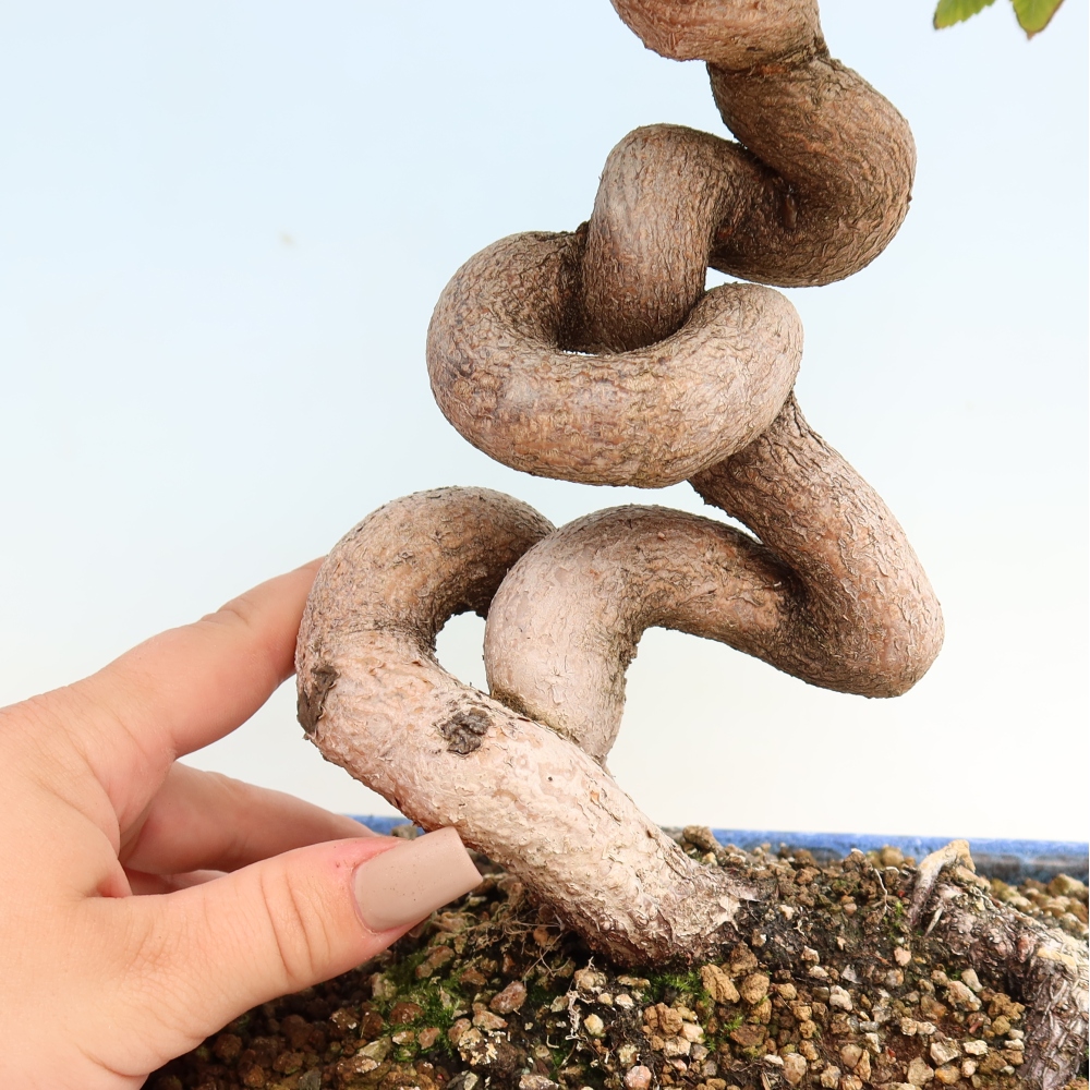 Bonsai da esterno -Carpinus CARPINOIDES - Carpino coreano