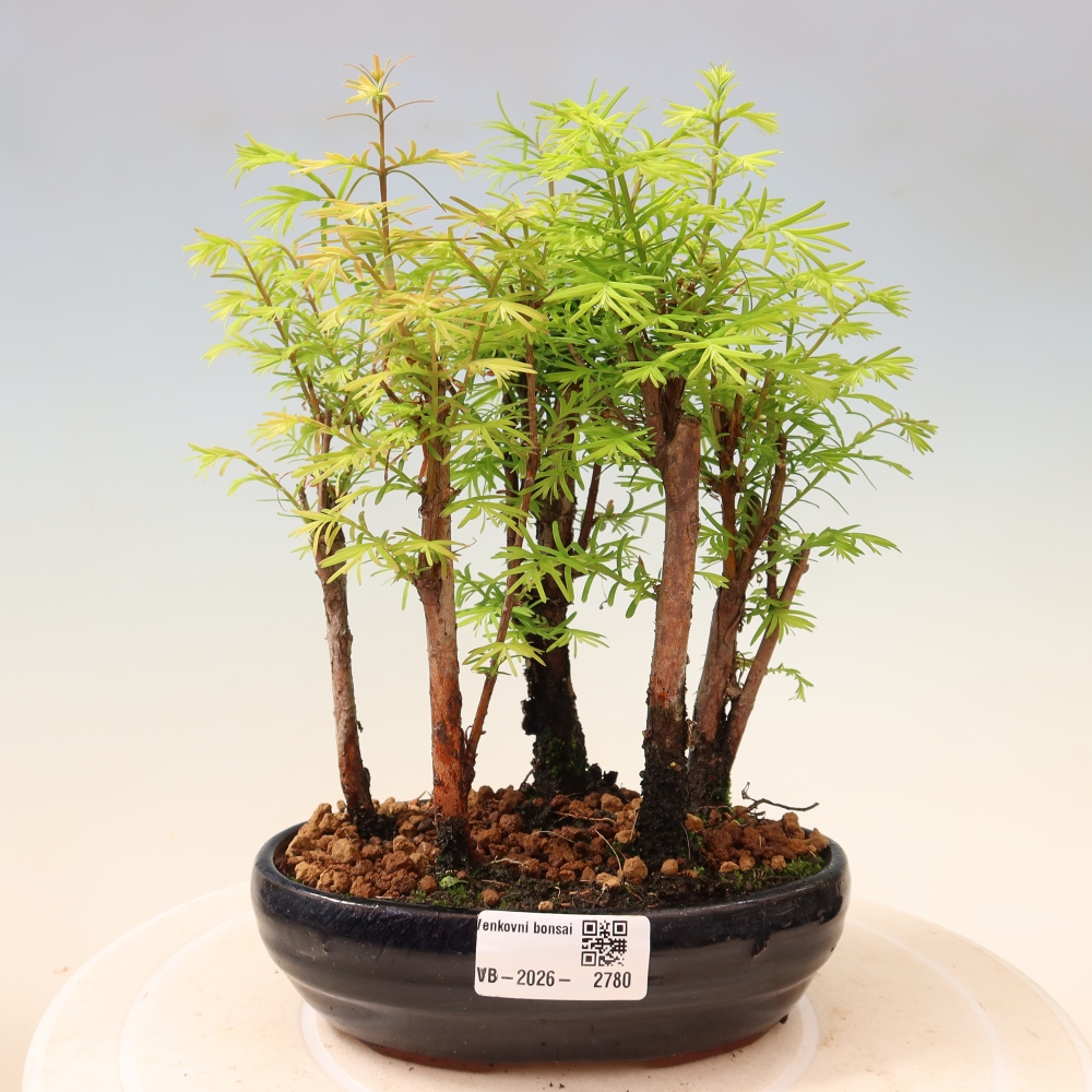 Bonsai da esterno - Metasequoia glyptostroboides - Metasequoia cinese - boschetto