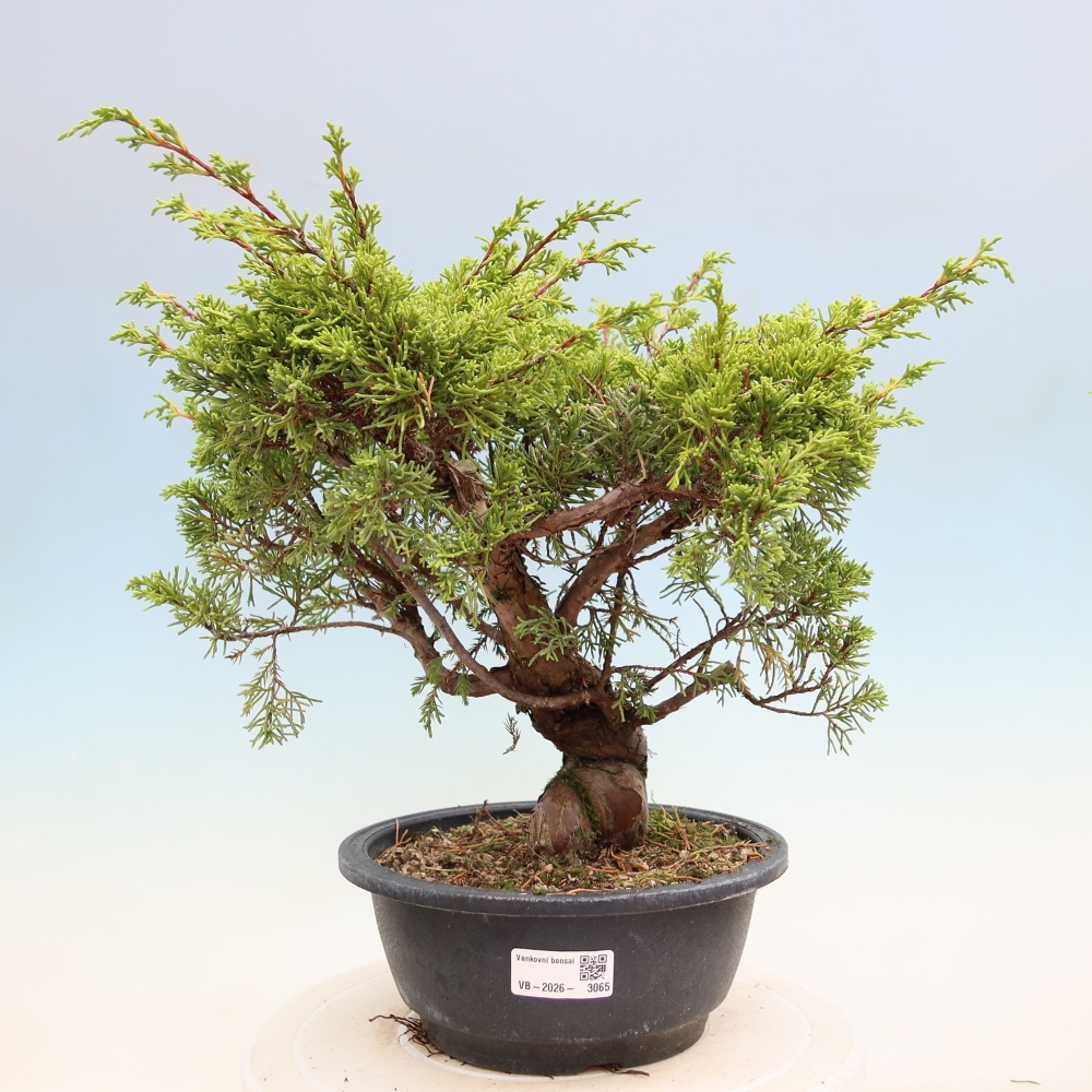 Bonsai da esterno - Juniperus chinensis Itoigawa-Juniperus chinensis