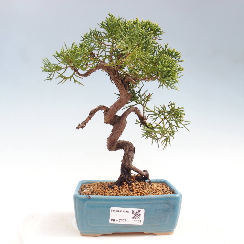 Bonsai da esterno - Juniperus chinensis Kishu