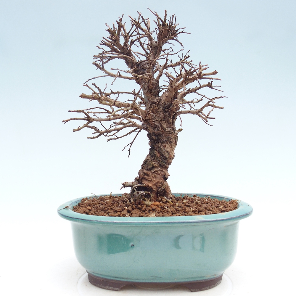 Bonsai da esterno - Zelkova - Zelkova NIRE