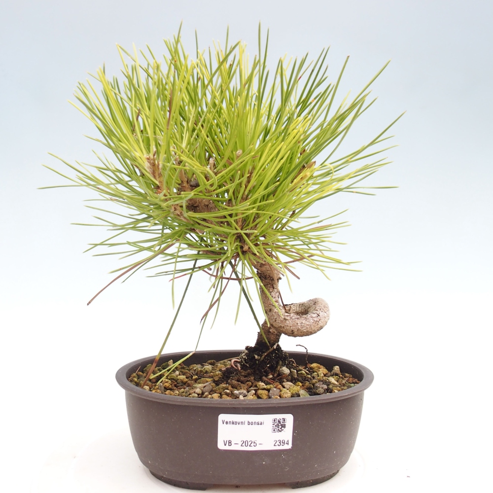 Bonsai da esterno - Pinus thunbergii - Pino di Thunberg