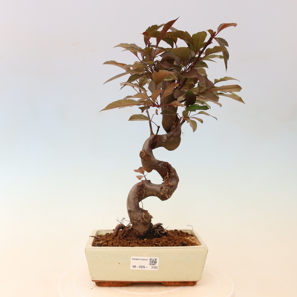 Bonsai da esterno -Malus domestica - Melo a piccoli frutti a foglie rosse