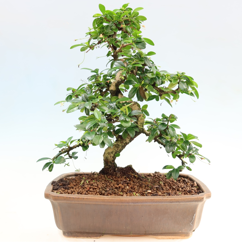 Camera bonsai - Carmona macrophylla - Tea fuki